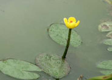 Preview: Nuphar lutea