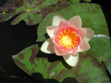 Preview: Seerose Kupfer - Nymphaea "Aurora Pygmaea"