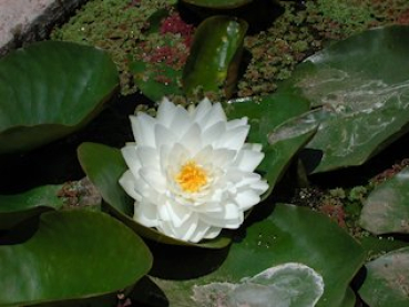 Preview: Seerose Weiss - Nymphaea "Gonnere"