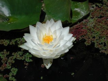 Preview: Seerose Weiss - Nymphaea "Gonnere"