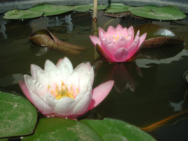 Preview: Seerose Rosa - Nymphaea "Fabiola"