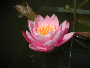 Preview: Seerose Rosa - Nymphaea "Fabiola"