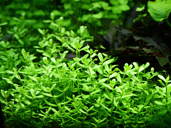 Bacopa monnieri "Compact"
