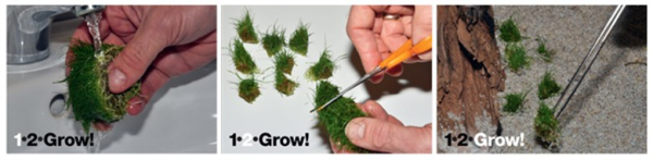 1-2-GROW Leptodictyum riparium