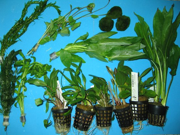 Gesellschaftsbecken 60 l