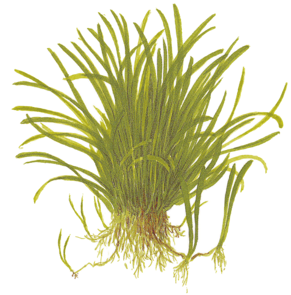 1-2-GROW Lilaeopsis brasiliensis