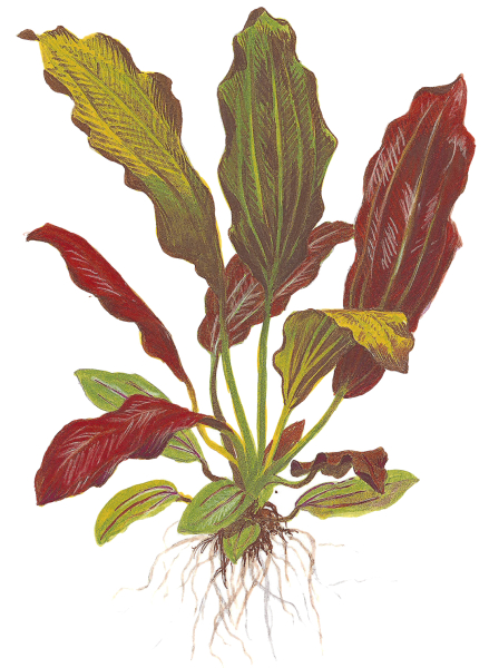 Echinodorus "barthii"