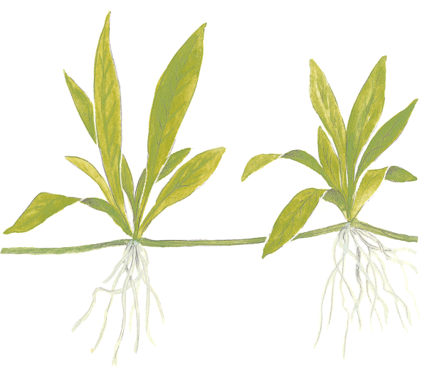 Helanthium bolivianum "Quadricostatus"