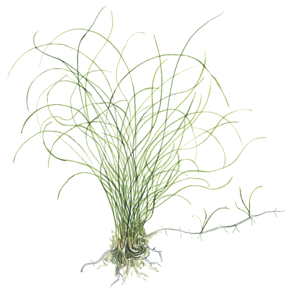 Eleocharis parvula - 10 Stück