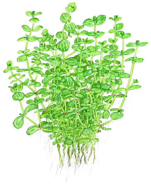 Lindernia rotundifolia