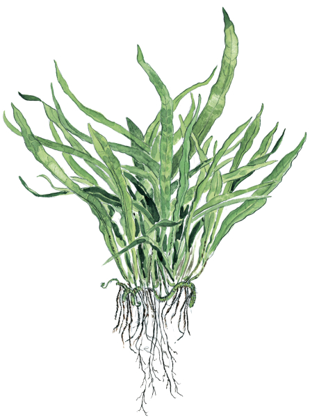 Microsorum pteropus "Narrow"