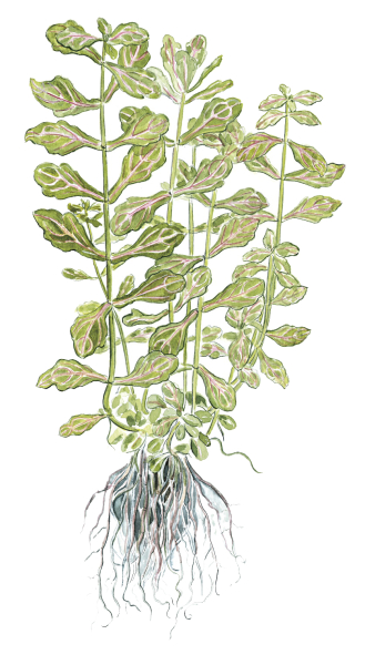 Shinnersia rivularis "Weiss-Grün"