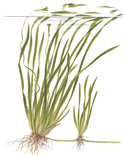 Vallisneria spiralis "Tiger"