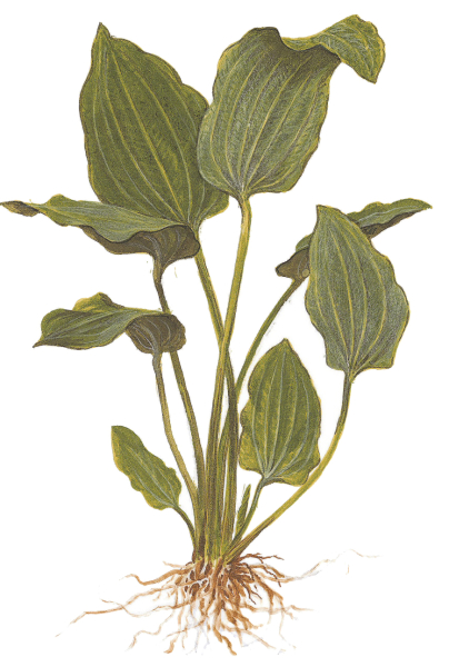 Echinodorus "palaefolius" - Mutterpflanze