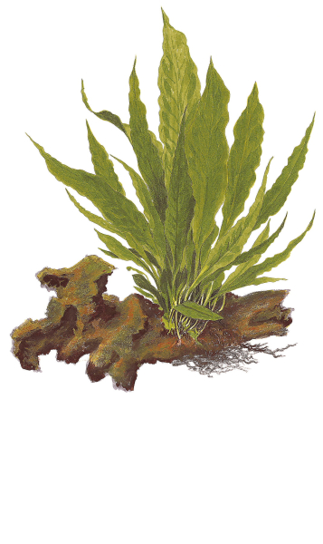 Microsorum pteropus - Mutterpflanze