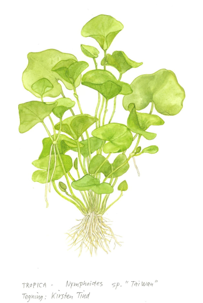 1-2-GROW Nymphoides sp. Taiwan