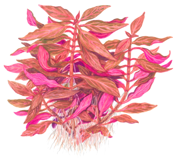 Alternanthera reineckii "Rosanervig"