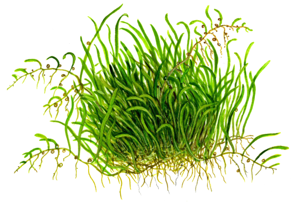 1-2-GROW Utricularia graminifolia