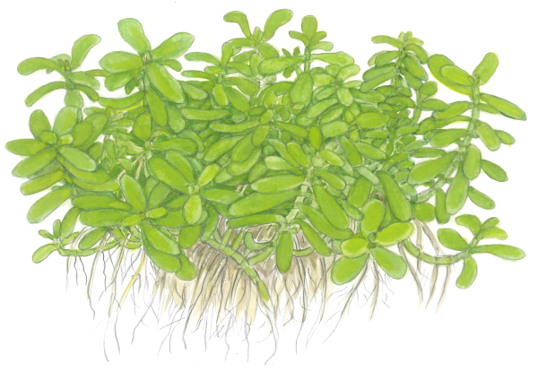 Bacopa monnieri "Compact"