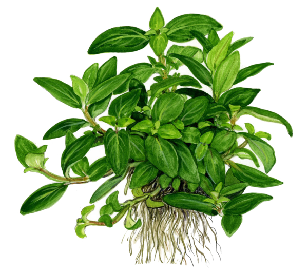 1-2-GROW Staurogyne repens