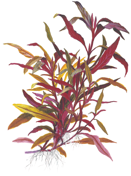 Alternanthera reineckii "Pink" - Mutterpflanze