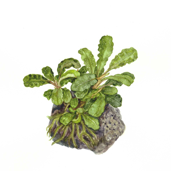 Bucephalandra pygmaea "Bukit Kelam"