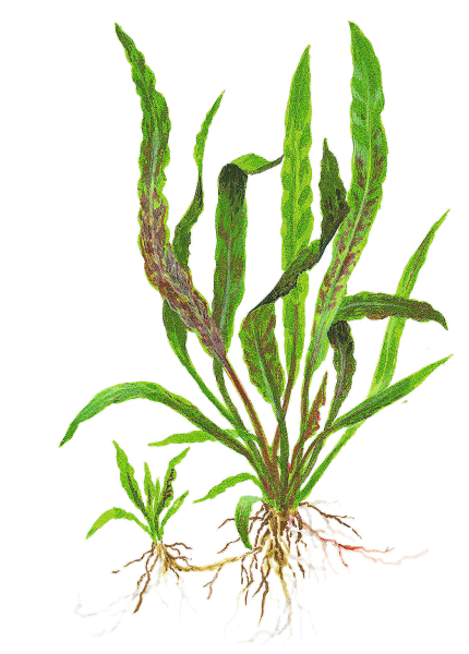 Cryptocoryne albida "Brown"