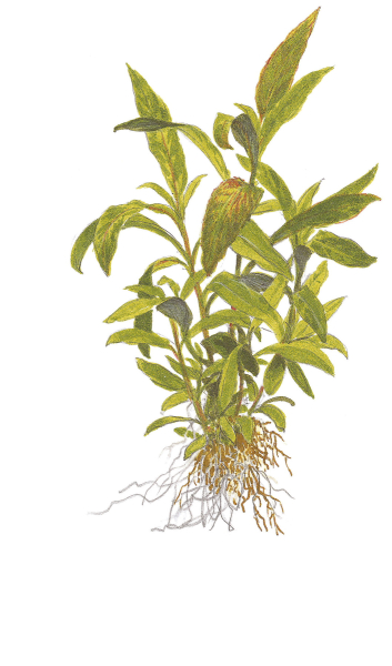 Hygrophila corymbosa 'Siamensis 53B'