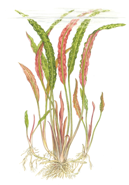 Cryptocoryne usteriana