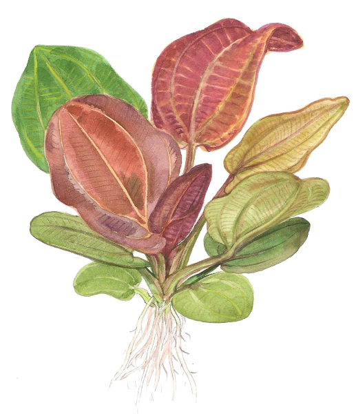 Echinodorus "Reni"