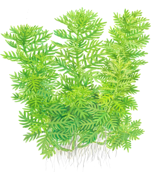 Hottonia palustris