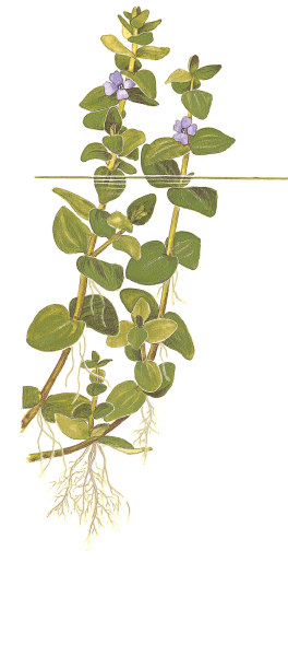 Bacopa caroliniana im Bund - 5 Stück