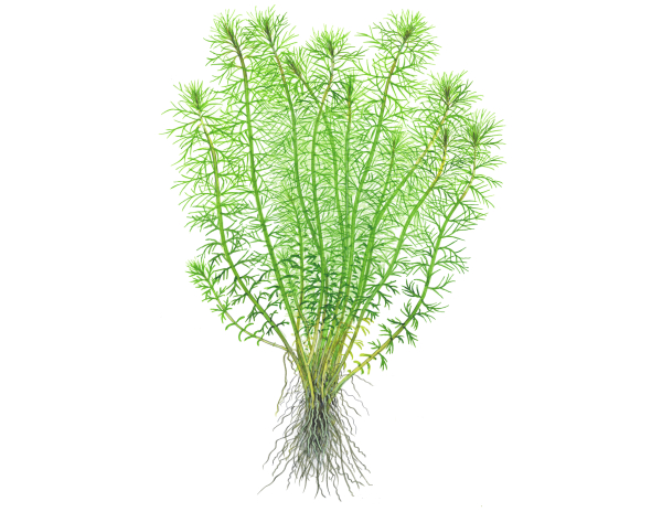 1-2-GROW Myriophyllum "Guyana"