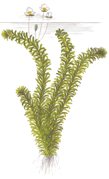 Egeria densa im Bund