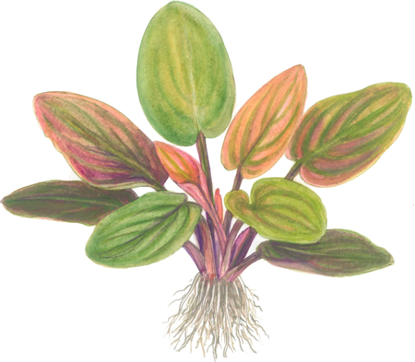 Lagenandra meeboldii "Red"