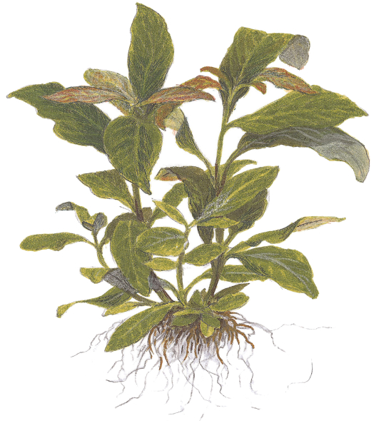 Hygrophila corymbosa im Bund - 5 Stück