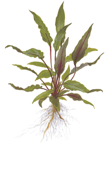 Cryptocoryne beckettii " Petchii"