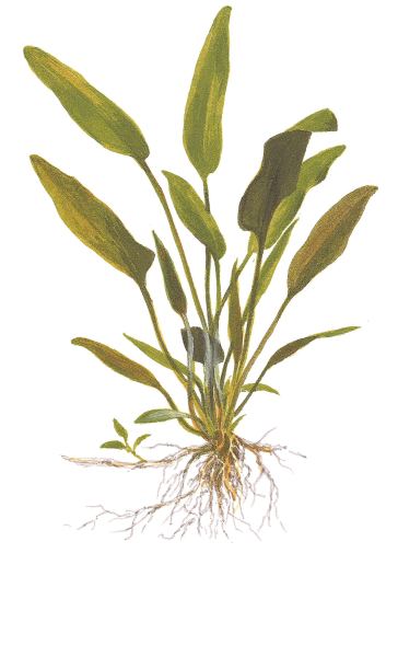 Cryptocoryne x willisii