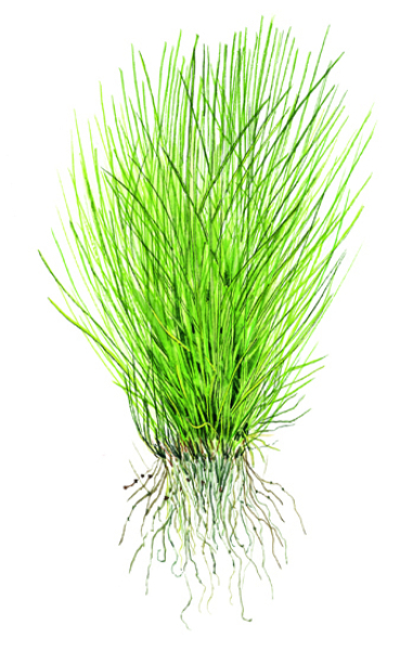 1-2-GROW Eleocharis acicularis