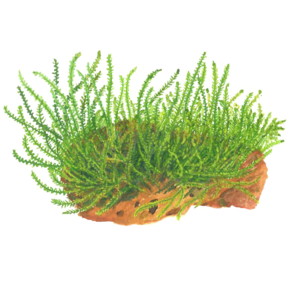 1-2-GROW Leptodictyum riparium