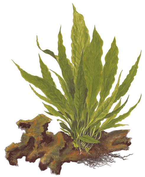 Microsorium pteropus auf Holz