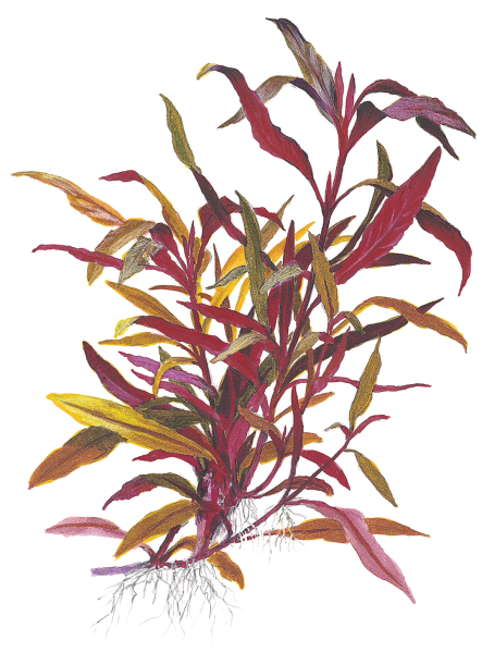 Alternanthera reineckii "Pink"