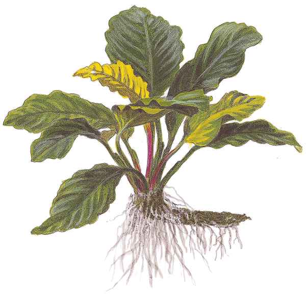 Anubias barteri "coffeefolia"