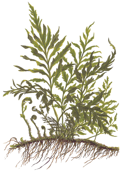 Bolbitis heudelotii