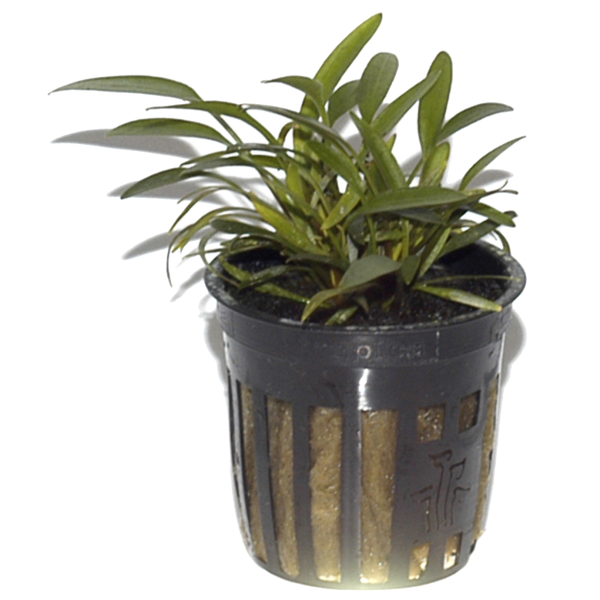 Cryptocoryne 3er Mix