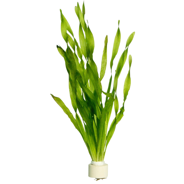 Vallisneria 4er Mix