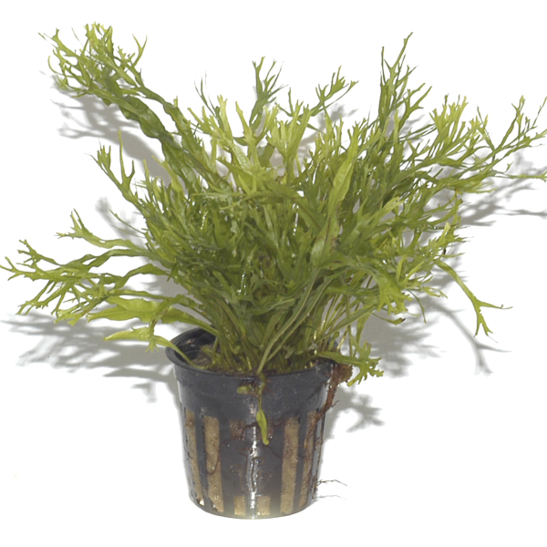 Barschsortiment im 5 cm Topf - 5 Stk.