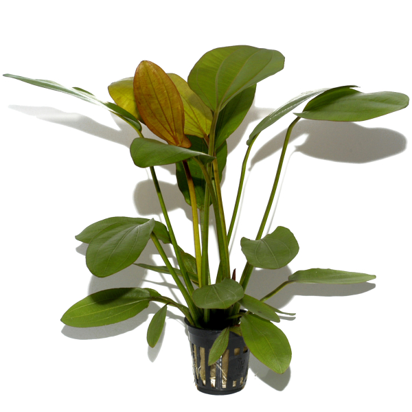 Echinodorus 3er Mix
