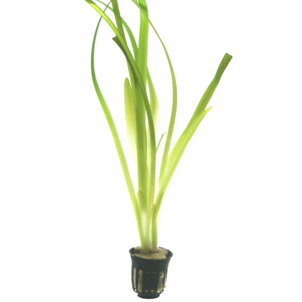 Vallisneria 4er Mix