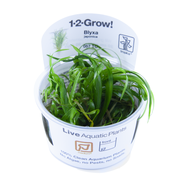 1-2-GROW Blyxa japonica